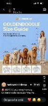 Goldendoodle prelepi štenci ponuda Kućni ljubimci