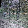 Na obroncima Fruske Gore 5ha zemlje u komadu potreba Plac i zemljište