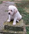 LABRADOR RETRIVER potreba Kućni ljubimci