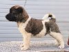 Američka Akita TOP štenci potreba Kućni ljubimci