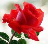 UDOVAC TRAŽI DAMU ZA DRUŽENJE NA DUŽE 🌷 ponuda On traži nju