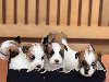 Oštrodlaki Džek Rasel terijer (Jack Russell Terrie potreba Kućni ljubimci