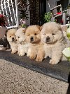Chow chow - cau cau ponuda Kućni ljubimci