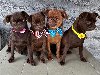 Chocolate Brussel Griffon Petit Brabançon štenci potreba Kućni ljubimci