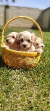 Maltipoo stenci potreba Kućni ljubimci