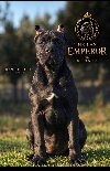 Cane Corso žensko štene potreba Kućni ljubimci