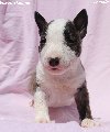 Mini Bull Terijer štenci ponuda Kućni ljubimci