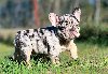 French bulldog puppies for adoption potreba Kućni ljubimci