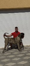 Presa Canario ženka ponuda Kućni ljubimci