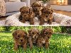 Maltipoo štenci ponuda Kućni ljubimci