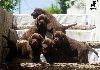 Čokoladni Labrador Retriver štenci ponuda Kućni ljubimci