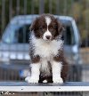 Border Collie štenci potreba Kućni ljubimci