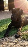 Cane Corso mlad pas ponuda Kućni ljubimci