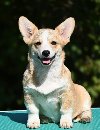 Velski korgi Welsh Corgi Pembroke potreba Kućni ljubimci