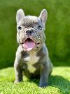 Francuski Buldog PRELEPI štenci ponuda Kućni ljubimci