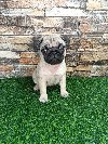 Mops, žensko štene ponuda Kućni ljubimci