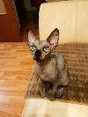 Sphynx mačići ponuda Kućni ljubimci