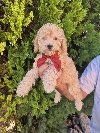 Labradoodle F1b preslatki štenci ponuda Kućni ljubimci