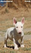 Mini Bull terijer prelepi stenci potreba Kućni ljubimci