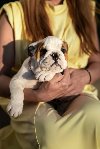Engleski buldog štenci ponuda Kućni ljubimci